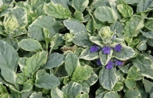 Живучка "Variegata" (10-20 см, P9)