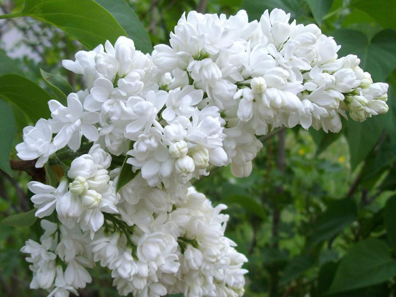 Сирень "Мадам Лемуан" (150-175 см)
