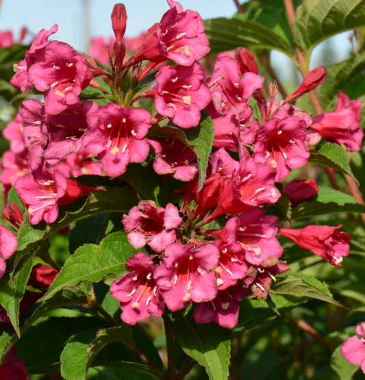 Вейгела гибридная "Бристоль Руби" (Weigela hybrida "Bristol Ruby")
