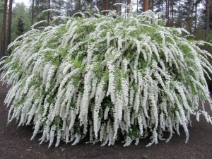 Спирея серая `Grefsheim`