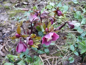 Морозник 'Early Purple' (С3)