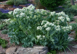 Катран приморский 'Crambe maritime'
