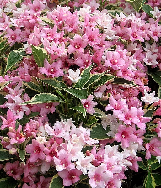Вейгела цветущая "Нана вариегата" (Weigela florida "Nana variegata")