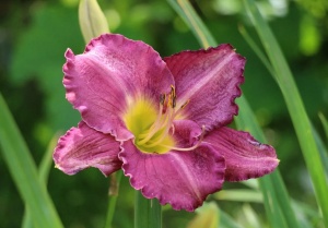 Лилейник 'Prairie Blue Eyes'