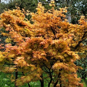 Клен веерный 'Orange Dream'