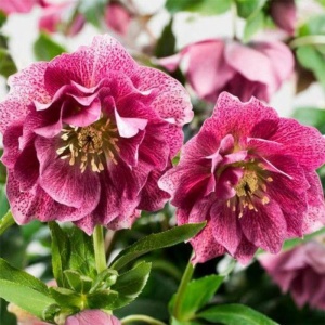 Морозник восточный 'Double Hybrids Red Promise' (С3)