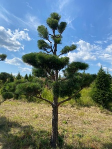Ниваки Сосна обыкновенная 'Pinus sylvestris'