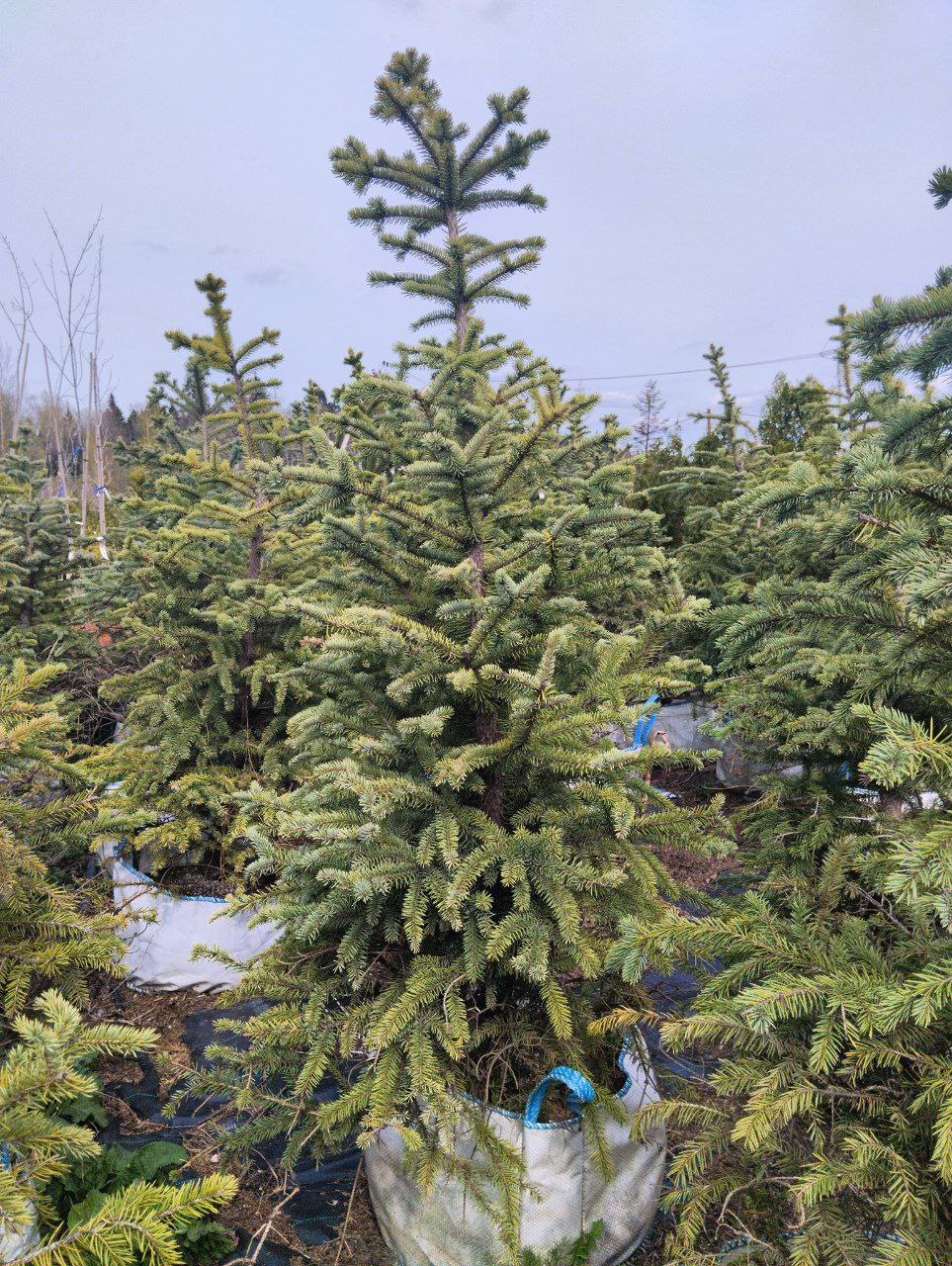 Ель колючая "Glauca Pendula"