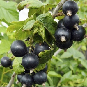 Смородина чёрная Кудмиг