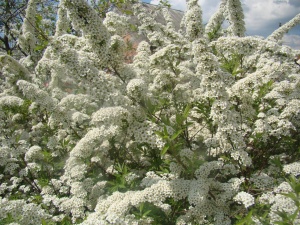 Спирея аргута 'Arguta' (10-30 см, Р9)