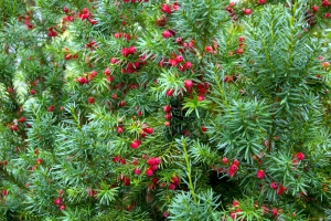 Тис ягодный ''berry''
