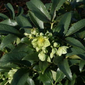 Морозник падуболистный 'Helleborus argutifolius Green Dwarf' (С3)