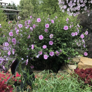 Гибискус Сирийский 'Lavender Chiffon'