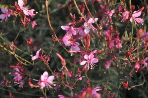 Гаура Линдхеймера 'Siskiyou Pink'