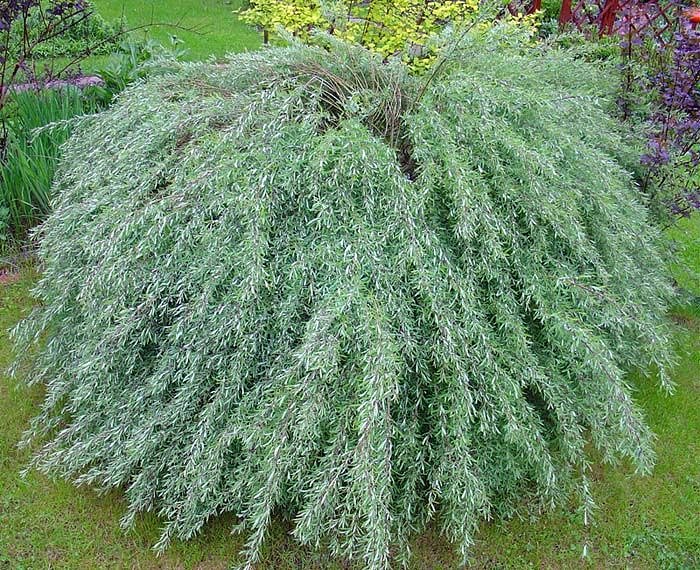 Ива Курайская (Лебедура), С45