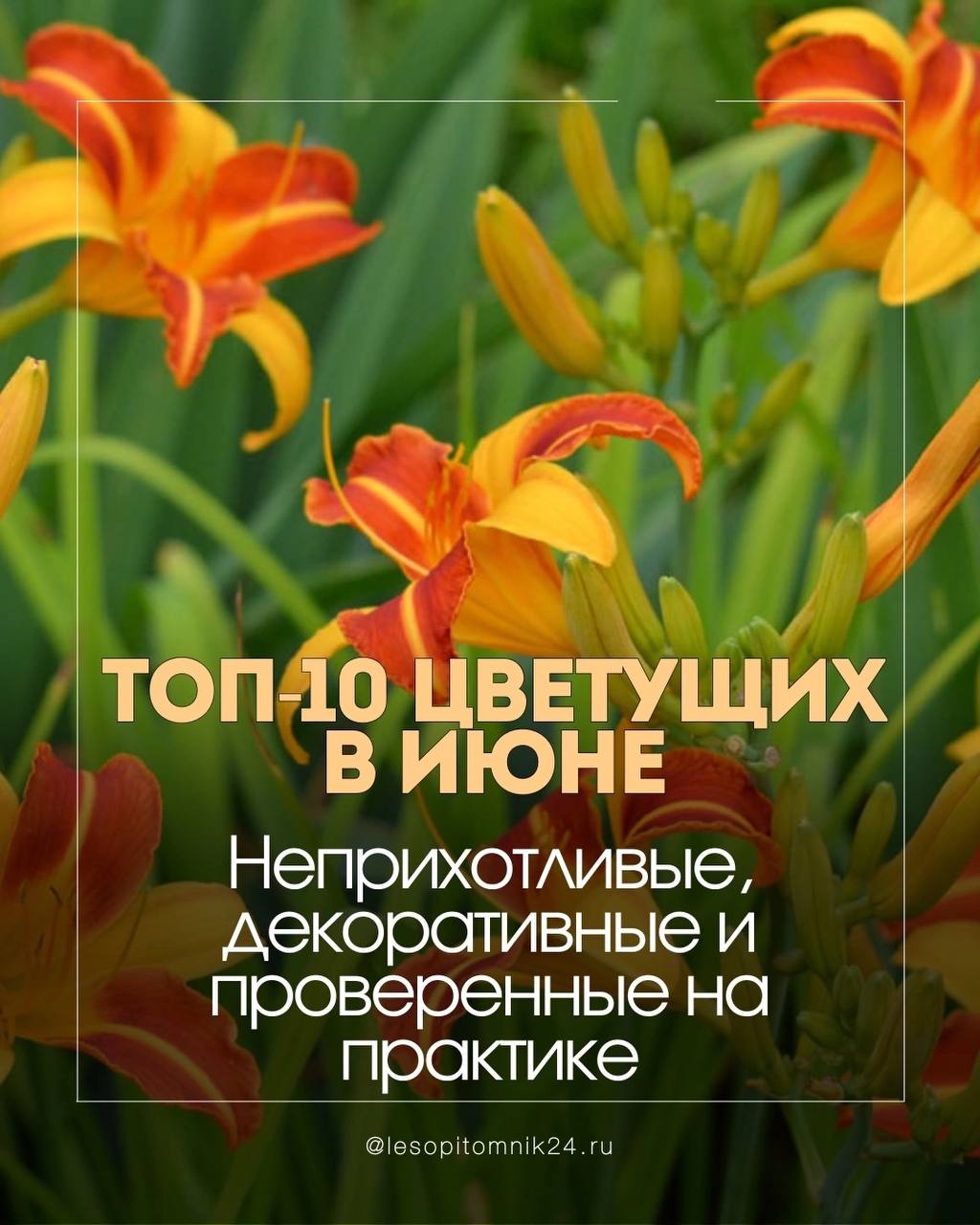 Топ-10 цветущих в июне — чтобы сад жил своей лучшей жизнью Топ-10 цветущих в июне — чтобы сад жил своей лучшей жизнью