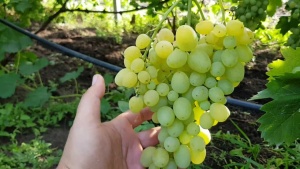 Виноград плодовый 'Супер Экстра'