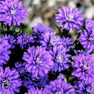 Астра новобельгийская 'Henry Purple'
