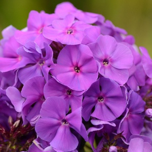 Флокс метельчатый 'Andre' (С3)