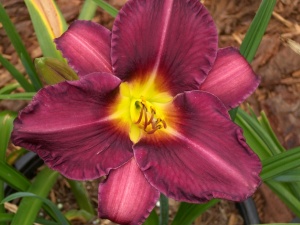 Лилейник 'Olive Bailey Langdon'