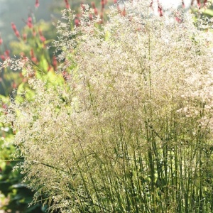 Щучка дернистая "Tardiflora" (10-20 см, P9)