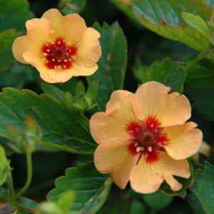 Лапчатка Тонга 'Potentilla tonguel' (С3)