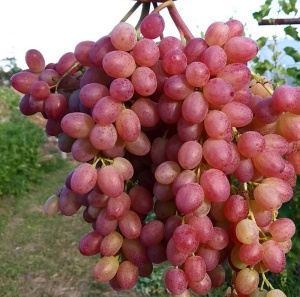 Виноград 'Велес'