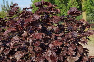 Лещина обыкновенная ‘Purpurea’