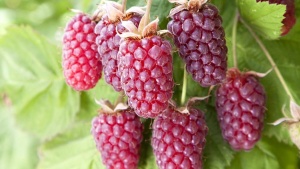 Ежемалина 'Loganberry' (С3)