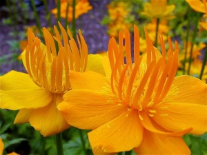Купальница китайская 'Golden Queen'