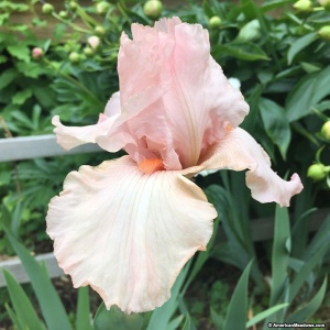 Ирис 'Pink Ruffles'