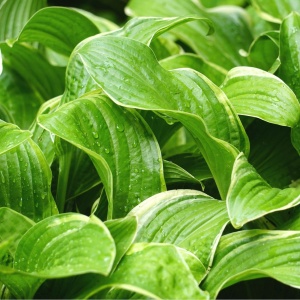 Хоста 'Fragrant Fire'