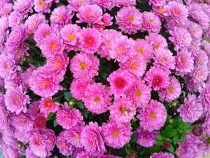 Астра новобельгийская 'Magic Pink'
