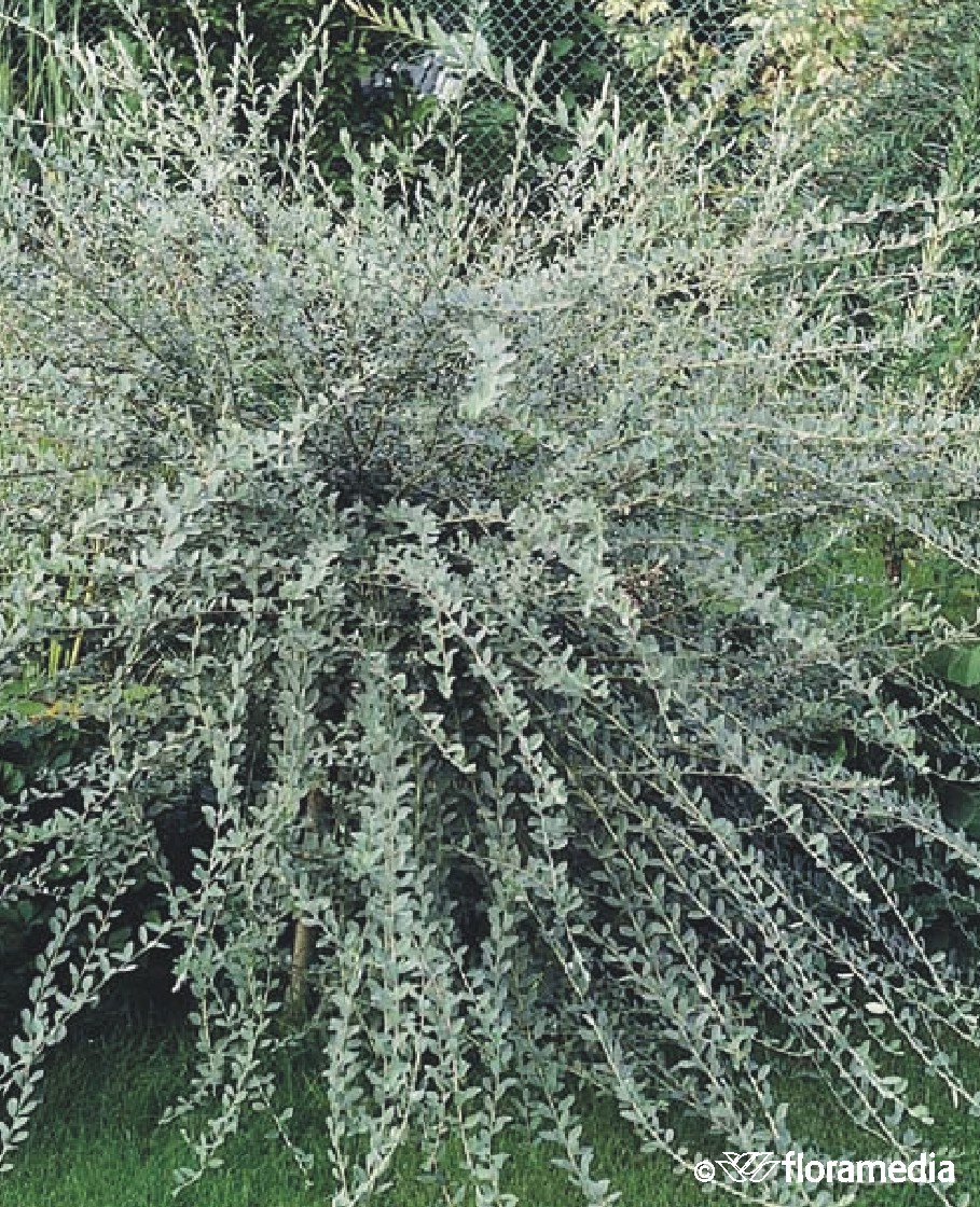 Ива ползучая "Argentea"