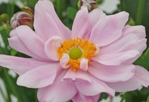 Анемона гибридная 'Mont-rose' (Shell Pink)