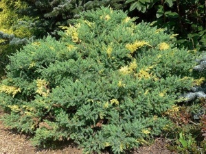 Можжевельник китайский 'Expansa Variegata'