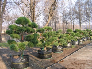 Сосна обыкновенная Ниваки бонсай (150-200 см)