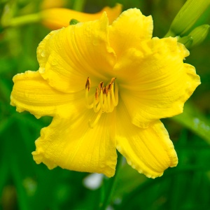 Лилейник 'Big Time Happy'