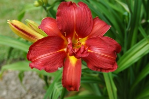 Лилейник 'Double Firecracker'