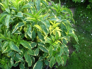Бузина Черная 'Variegata'
