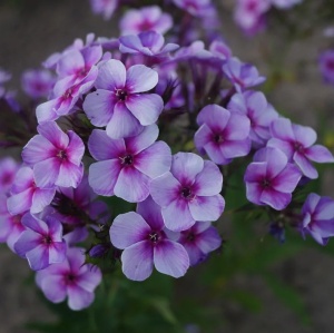 Флокс метельчатый 'Swirly Burly' (С3)