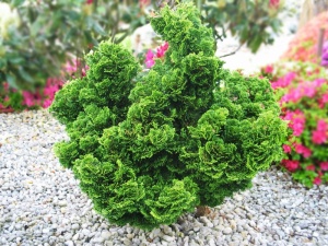 Кипарисовик тупой 'Chabo-yadori'