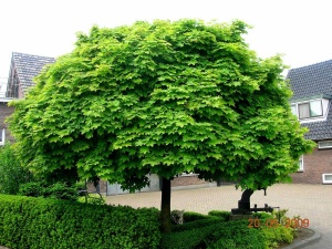 Клен остролистный 'Acer platanoides'