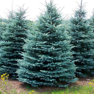 Ель колючая "Glauca" (формированная)