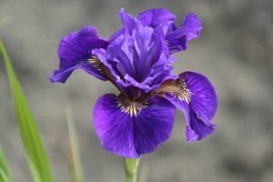 Ирис сибирский 'Ruffled Velvet'