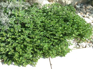 Ива ползучая 'Green Carpet'