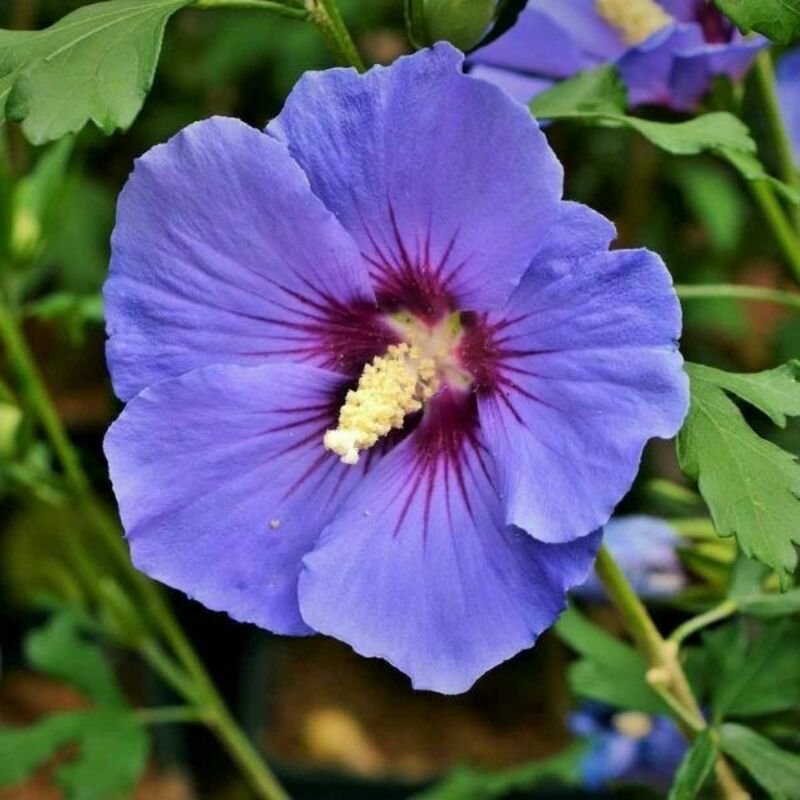 Гибискус сирийский "Озиау Блу" (Hibiscus syriacus "Oiseau Bleu"), С3