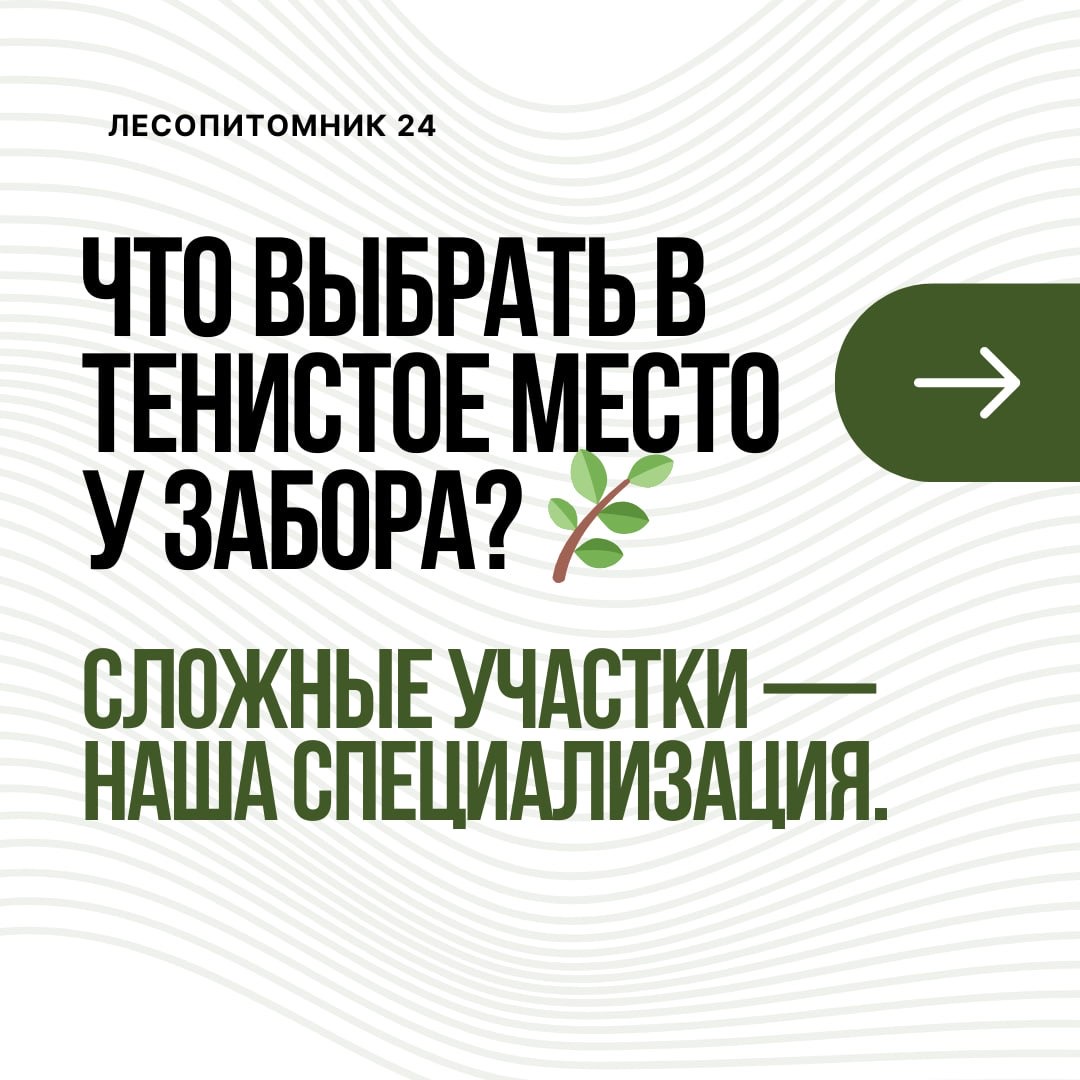 Идеальные Растения для Тенистого Участка у Забора: Создаем Зеленую Оазис Идеальные Растения для Тенистого Участка у Забора: Создаем Зеленую Оазис