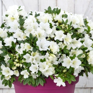 Азалия 'Bloom Champion Double White'