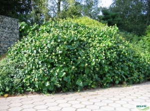 Плющ обыкновенный 'Arborescens' (С3)